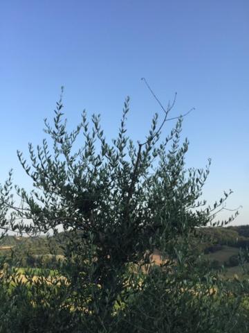 סן ג'ימיניאנו Casa Natura מראה חיצוני תמונה