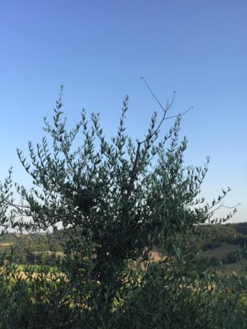 הוילה סן ג'ימיניאנו Casa Natura מראה חיצוני תמונה